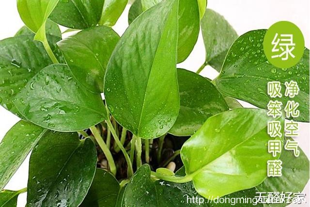 盆栽植卉能吸收室内甲醛吗？