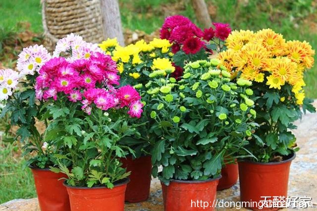 盆栽植卉能吸收室内甲醛吗？